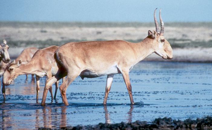 Over 120,000 saiga antelopes, more than one-third of the total worldwide population, have mysteriously died off in Kazakhstan so far. Officials in the country indicated that a bacterial infection could be behind the mass deaths.