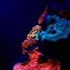 Red Sea Rainbow Corals