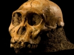 australopithecus-sediba.jpg
