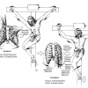 The Anatomical And Physiological Details Of Death By Crucifixion