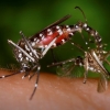 Zika virus carrier mosqueto