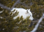 Yellowstone's rare white wolf dead