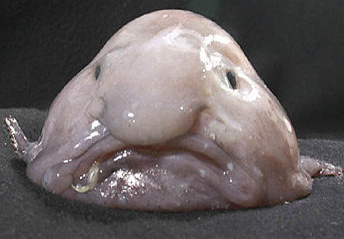 The grumpy-looking, gelatinous blobfish has been officially named the world's ugliest animal and becomes the mascot of the Ugly Animal Preservation Society.