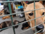 A rescued dog waits to be adopted in Hong Kong.