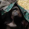 Argentina Orangutan