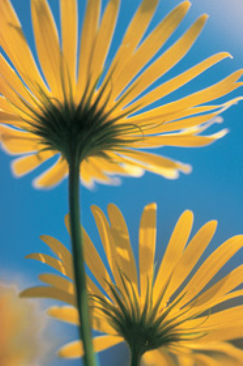 「智能設計」理論VS進化論 改寫美國學校生物課程