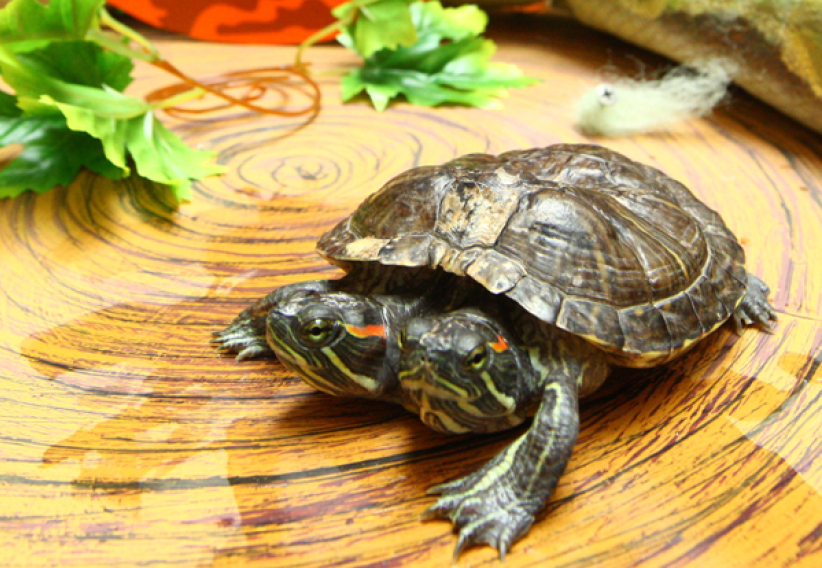 購物商場雙頭龜蛇動物展 取代萬聖節佈置