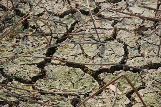 「愛德」獲港府140萬撥款 援助內地旱災災民