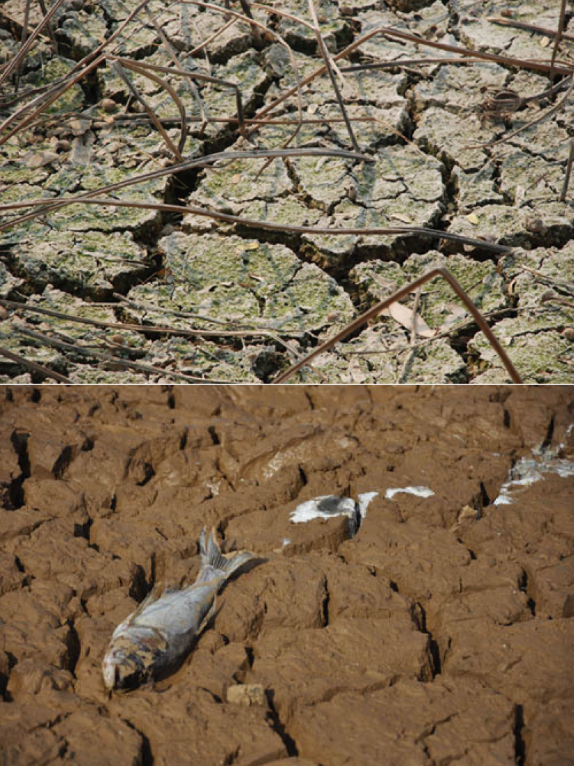 「愛德」獲港府140萬撥款 援助內地旱災災民