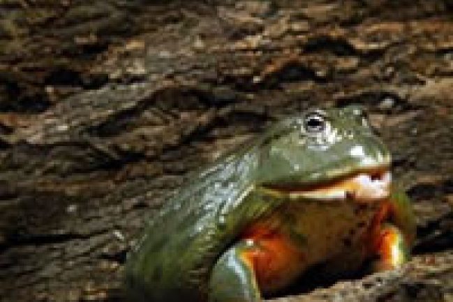 馬灣公園展出驚嚇性奇珍異獸 抗衡兩大樂園萬聖節活動