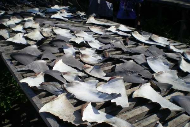 半島酒店支持保育 帶頭棄魚翅菜式