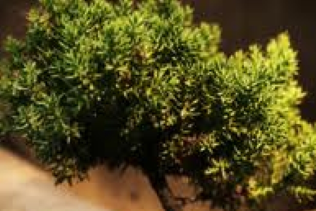 基督教資源機構：為教會傳福音狀況把脈診斷