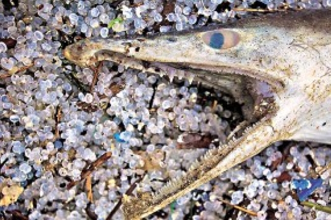 張雲開教授談環保：基督徒「不能坐視不理」