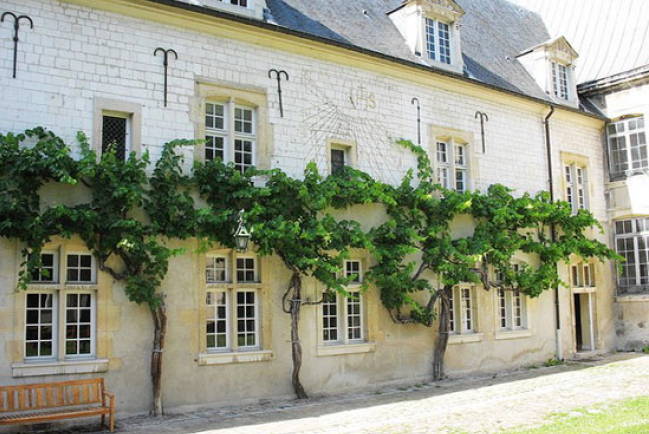 法國現世界倖存最古老釀聖酒的白葡萄藤