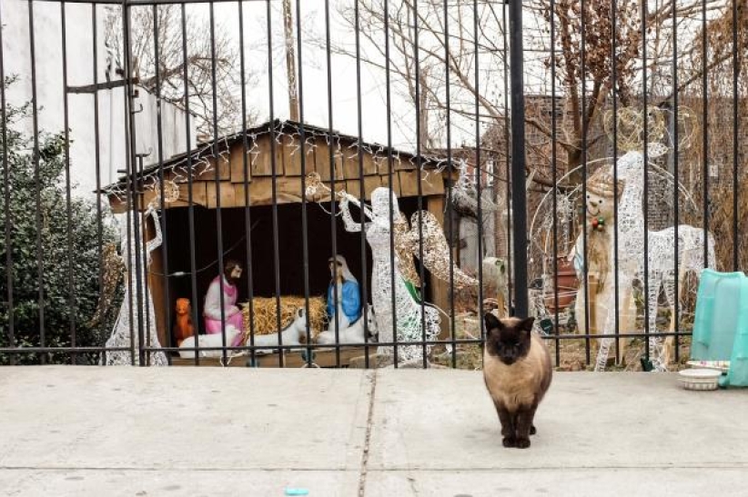 紐約溫馨小景：聖誕馬糟上的流浪貓 