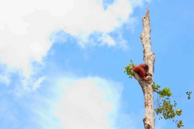 生態滅絕 曹偉彤：信徒誓要守護大地