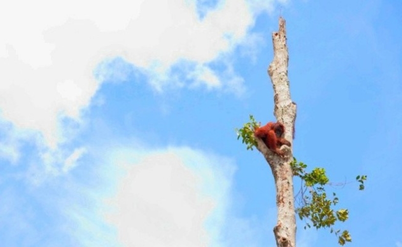 生態滅絕 曹偉彤：信徒誓要守護大地