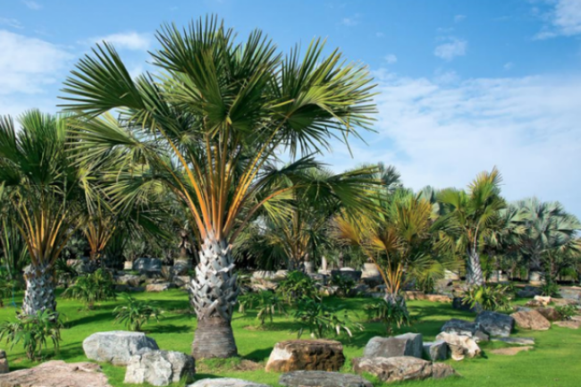 耆老長青宜敬重 牧者喻作棕樹香柏