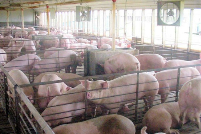 非洲豬瘟襲台灣 管理牲畜人類有責