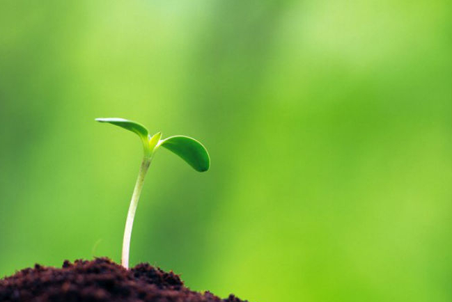 耶穌死亡預兆 牧者證麥子腐爛才長生命