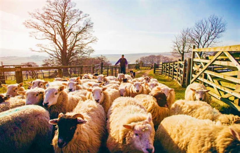 牧者证道：信徒辨声提防假信息 