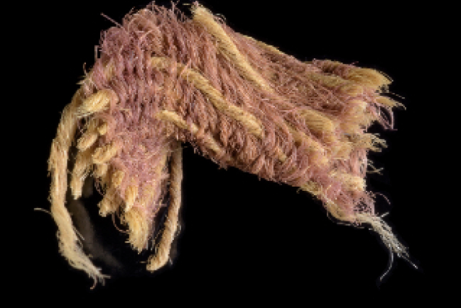 大衛王朝羊毛紫纖維出土 貴族布料耶穌穿紫袍上十架