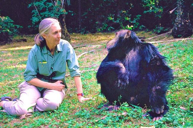 研究「黑猩猩社群」學家獲科研獎 信仰啟蒙物種平等