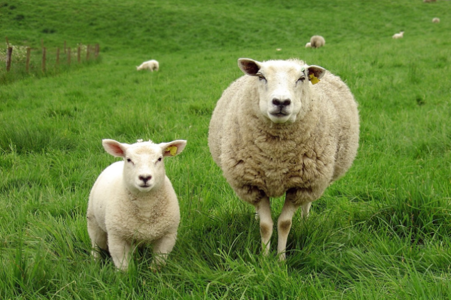 大衛城禱告會：社運青年流失籲父親尋迷羊