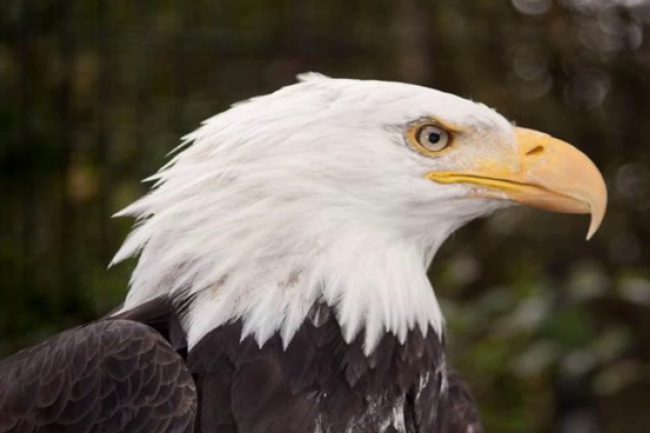 協進會頌讚會 喻婦女幻變世代如鷹蛻變