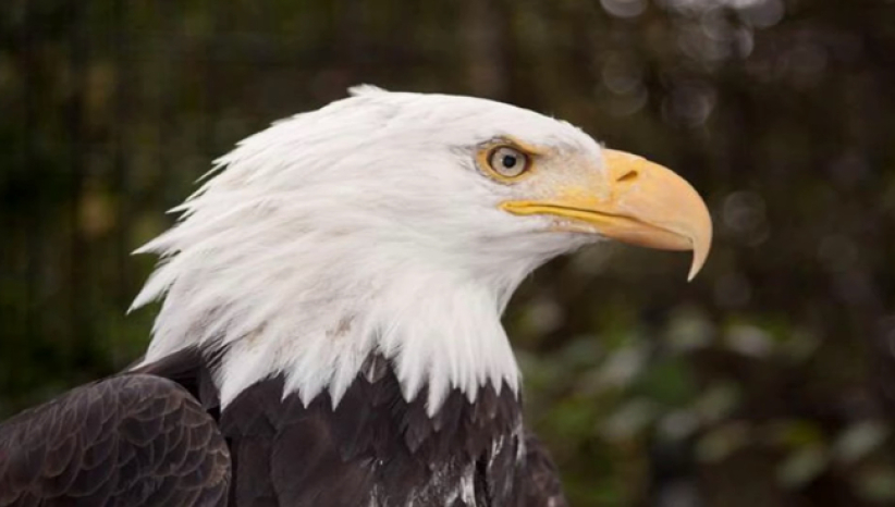 協進會頌讚會 喻婦女幻變世代如鷹蛻變 