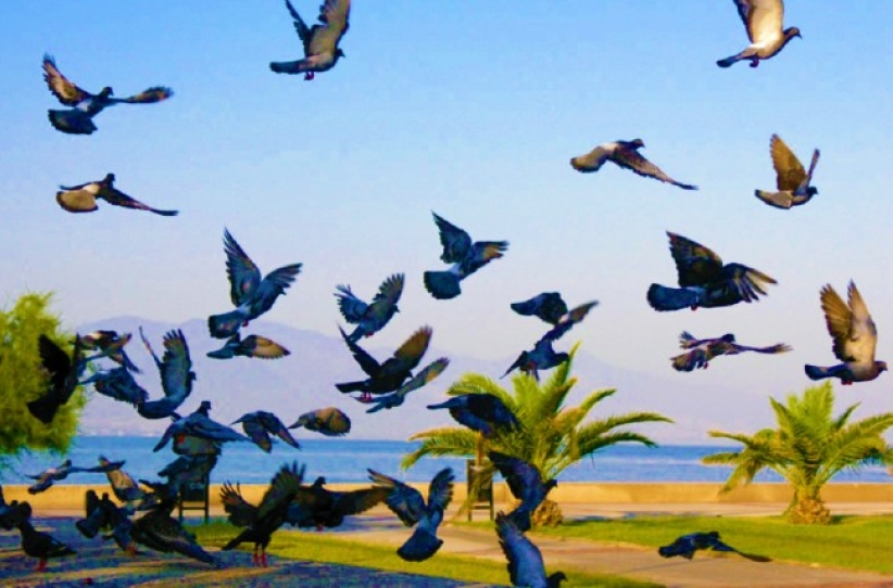 世界和平日：「教育、工作、世代对话」建设社会 