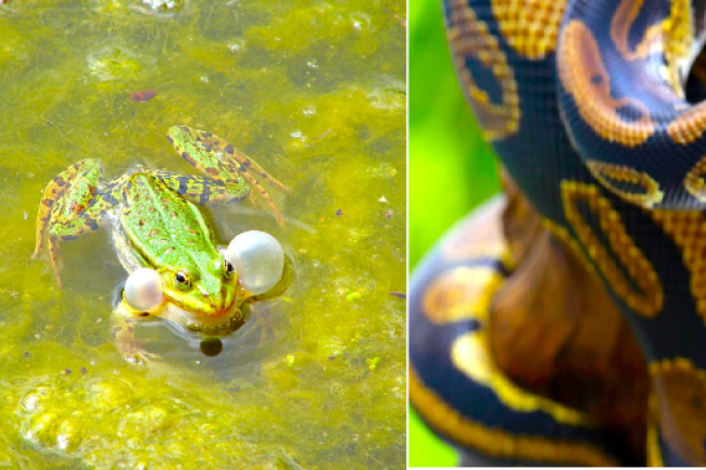 明光社疫下談寵物 動物有靈魂與上帝溝通？