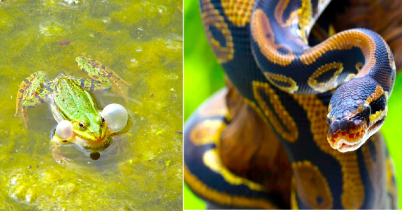 明光社疫下談寵物 動物有靈魂與上帝溝通？ 