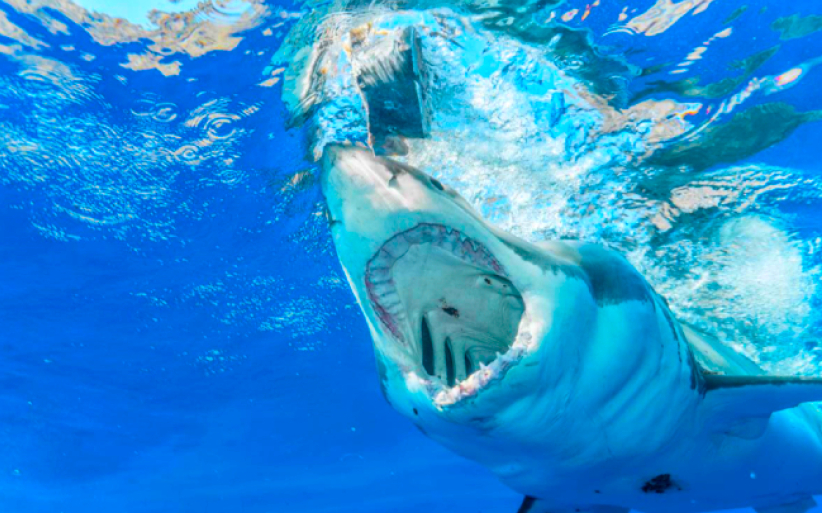 少女海滩被鲨鱼咬 拳头勇打鱼脸脱险  