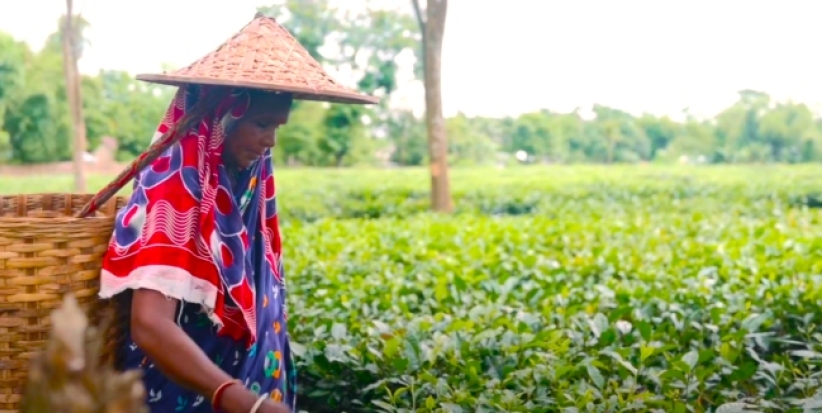 國際婦女節無名英雄現身茶園  