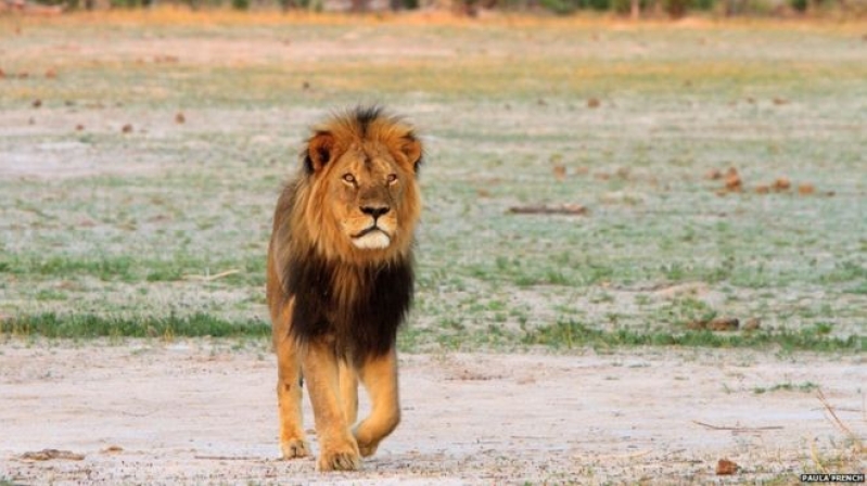 cecil the lion