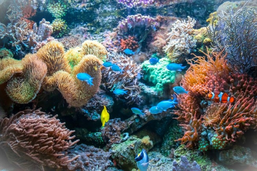珊瑚挪亞方舟：成功復育3000株珊瑚 體驗聖經保育觀  