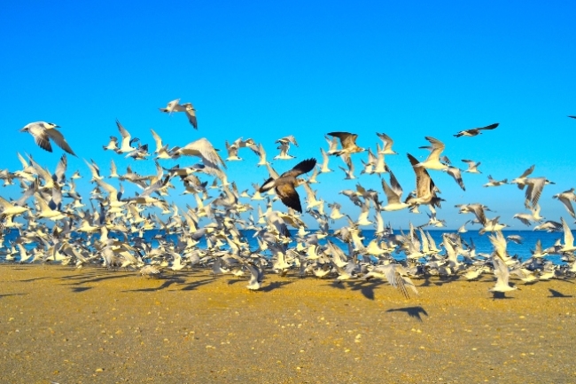 化學家顛覆聖經動物觀：挪亞派烏鴉尋找陸地