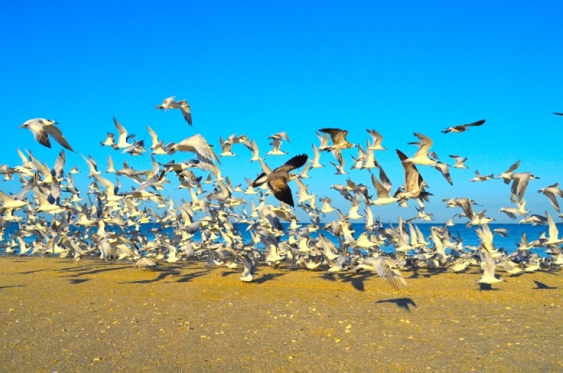 化学家颠覆圣经动物观：挪亚派乌鸦寻找陆地  
