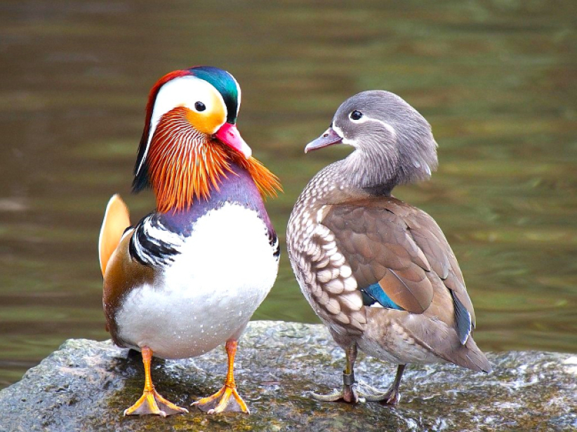 「111光棍节」情商训练寻觅真爱 