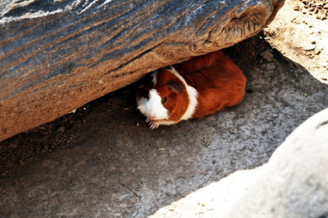 大馬盛行寵物殯葬 十字架送別毛孩