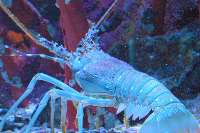 英政府禁活煮龍蝦：殘忍 被嘲胎兒生命都不保