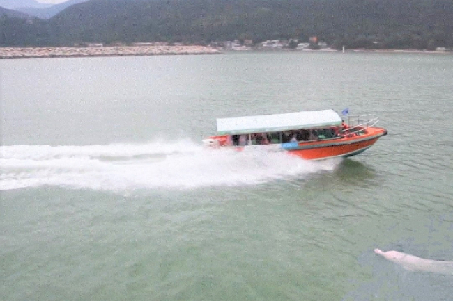 中華白海豚僅餘47條 電影記錄求生與保育