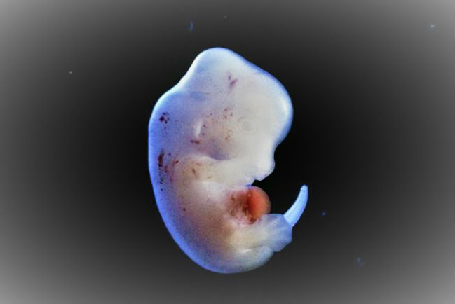 日本允人獸胚胎 扯破倫理底線