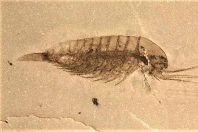 中國發現軟軀體化石群 證聖經洪水席捲全球