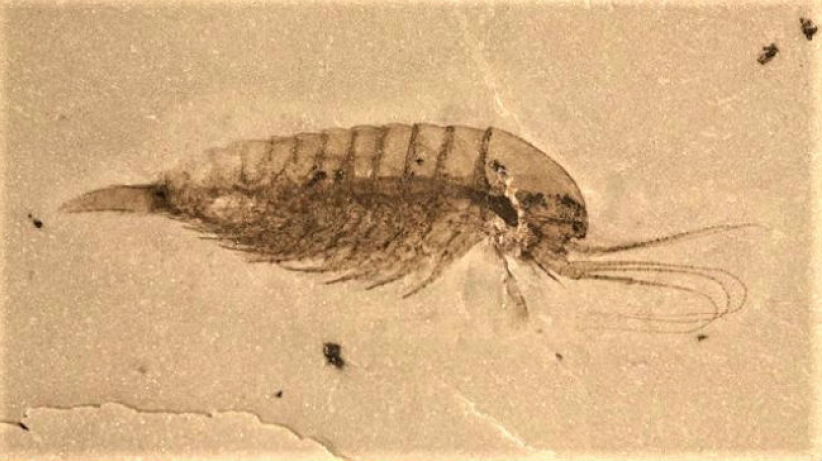 中国发现软躯体化石群 证圣经洪水席卷全球 