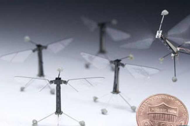 昆蟲機器人在哈佛孵化起飛 是福還是禍?