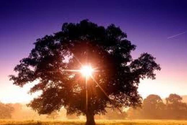 【生命圓舞曲】百年樹人