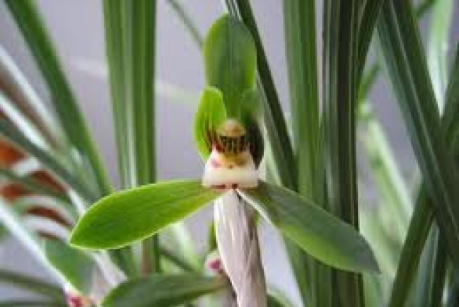 【和諧之歌】買草蘭記