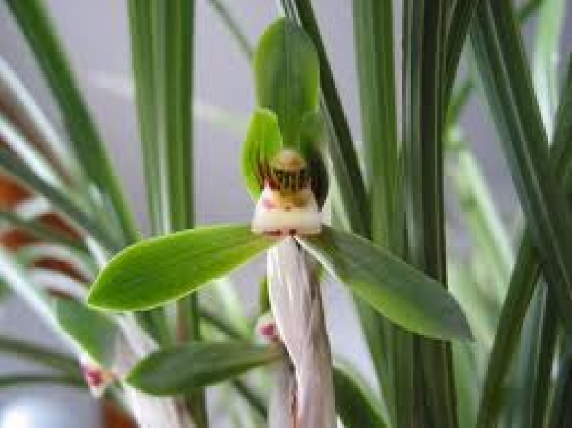 【和諧之歌】買草蘭記